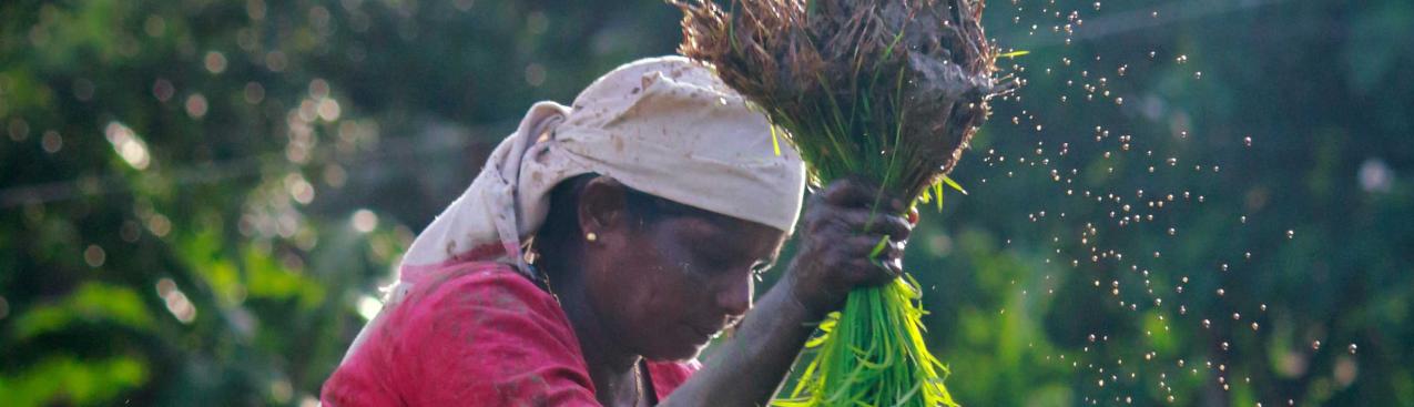 Cooling topic agriculture