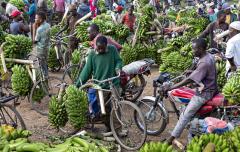 Banana market