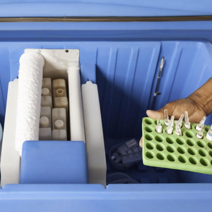 Vaccinations in cooler