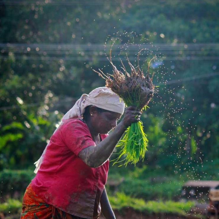 Woman working in rice field